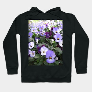 Tulip Time in Canberra Australia 6 Hoodie